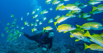 Scuba Diving